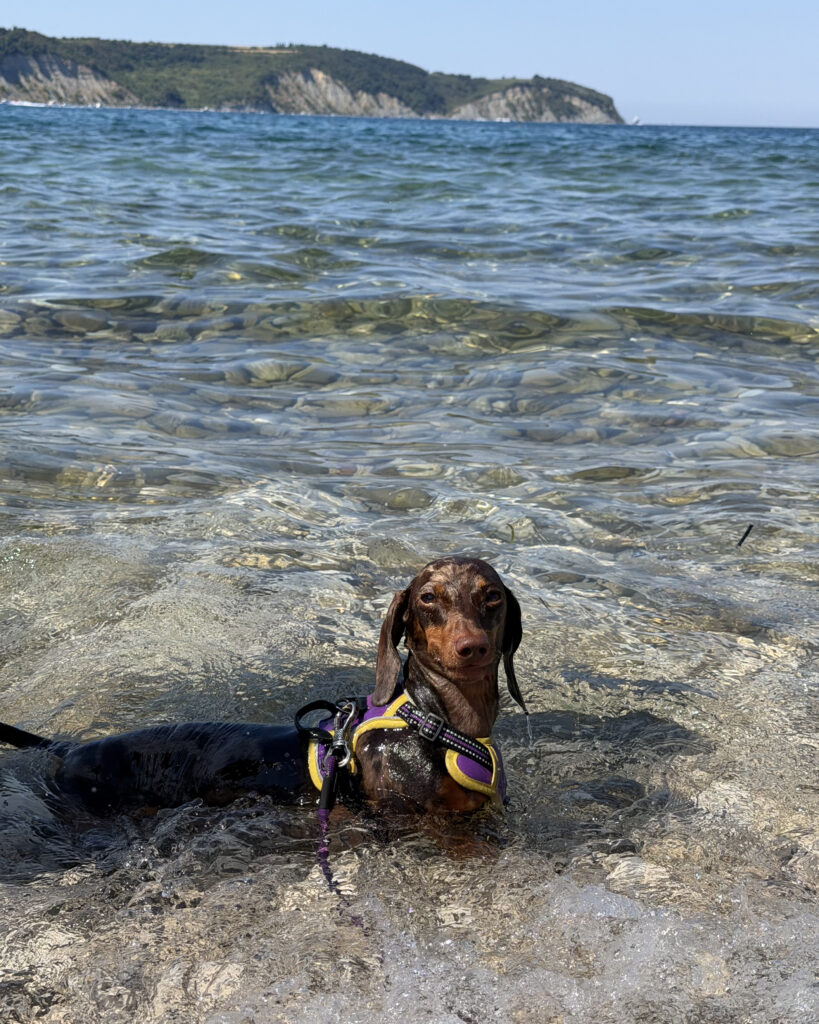 Monty's Dog Beach and Bar à Crikvenica avec un chien